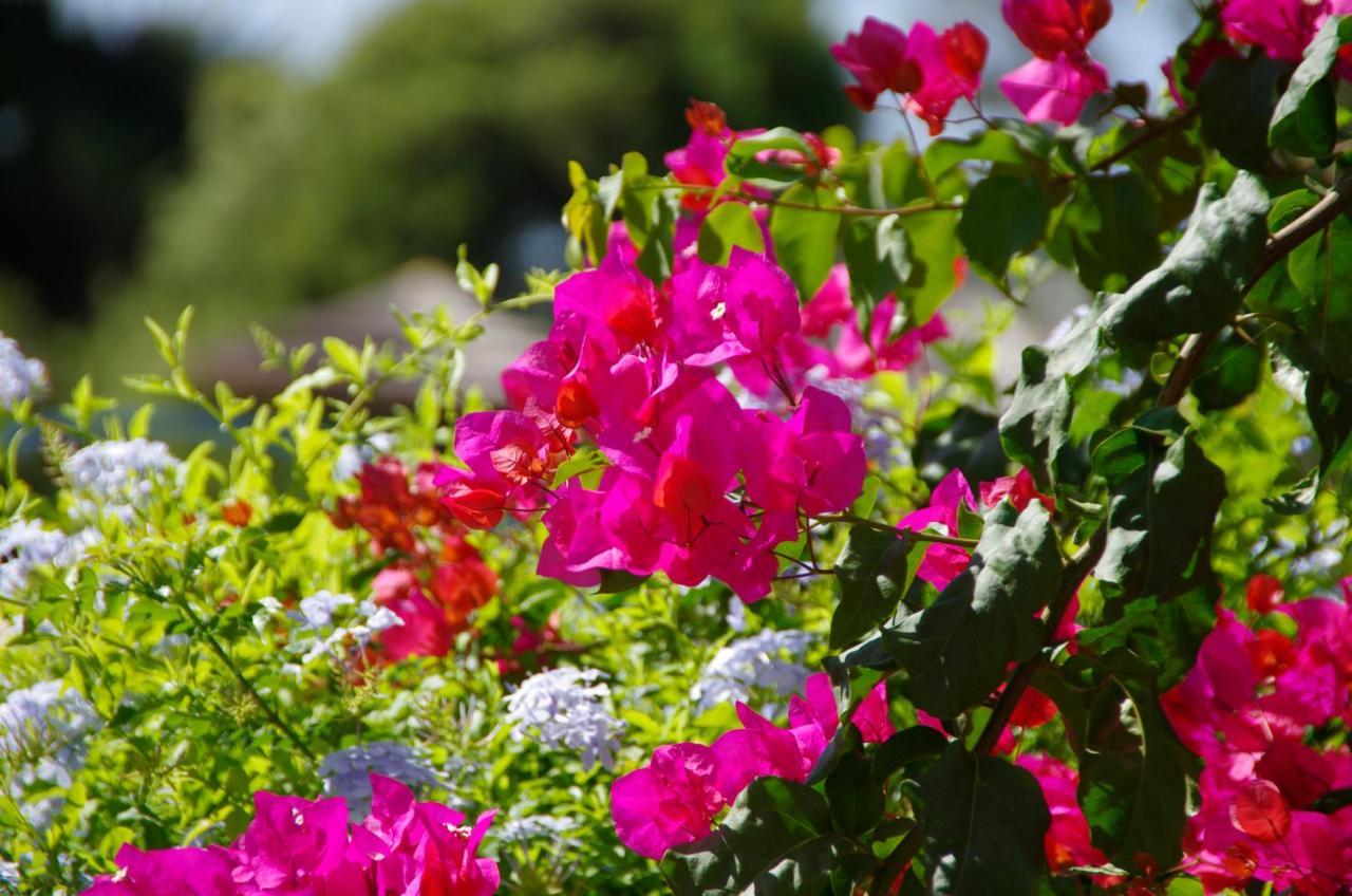 Holidays Albufeira - Ferias De Sonho 외부 사진